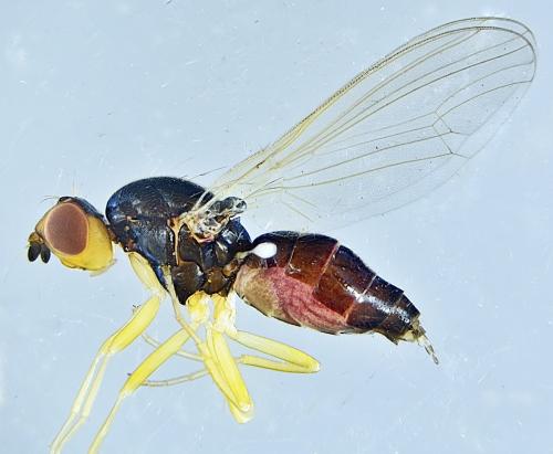 Réf. 321 456 : Chamaepsila nigricornis